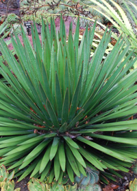 Agave ocahui